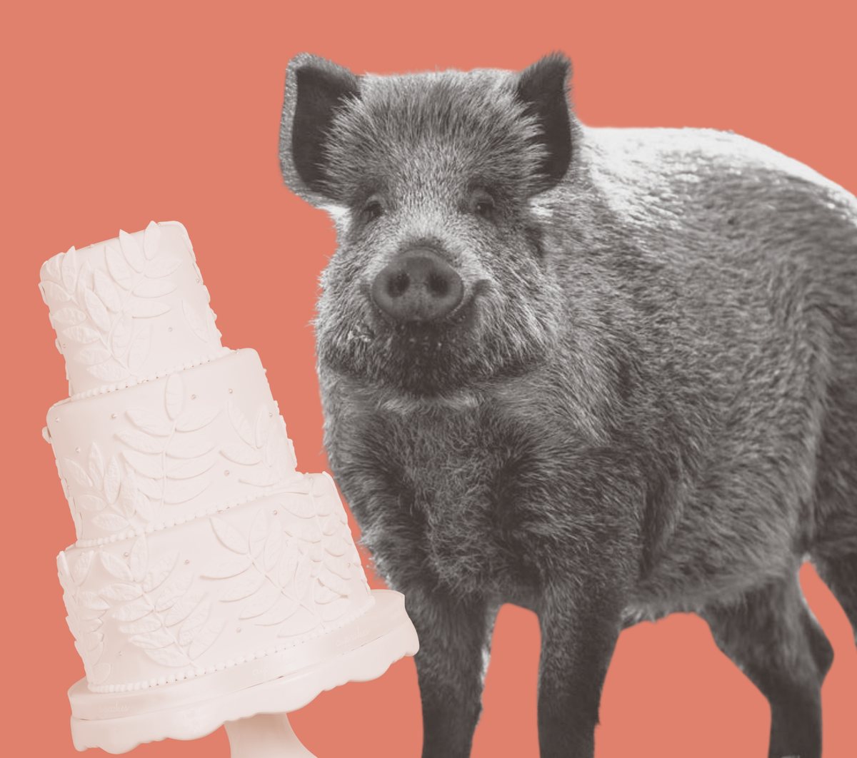 A wild boar beside a pink tiered cake