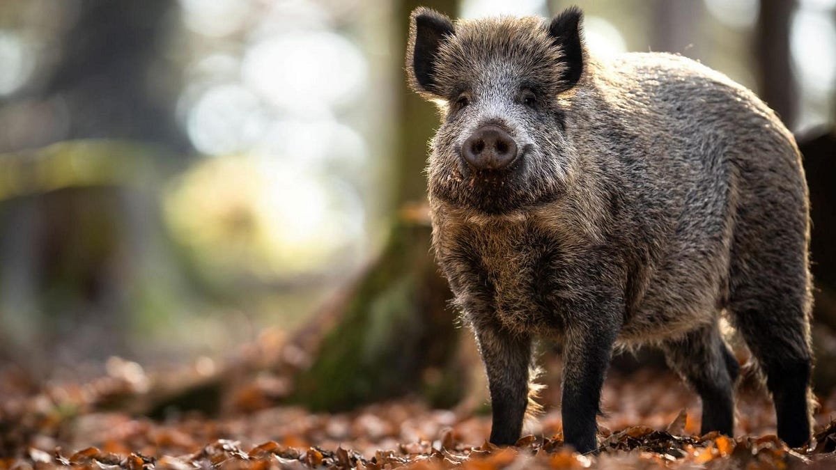 A wild boar standing in autumn woodland