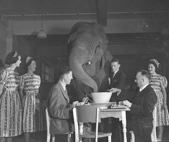 An elephant looms over a tea party while guests in patterned dresses look on